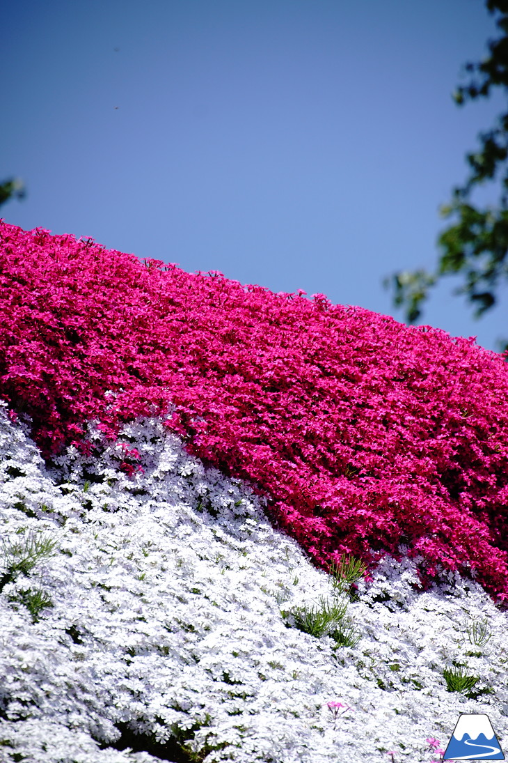 倶知安旭ヶ丘スキー場と三島さん家の芝桜の丘。